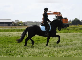 Frison, Étalon, 3 Ans, 162 cm, Noir