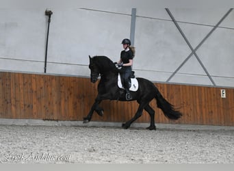 Frison, Étalon, 3 Ans, 162 cm, Noir