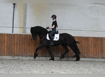 Frison, Étalon, 3 Ans, 162 cm, Noir
