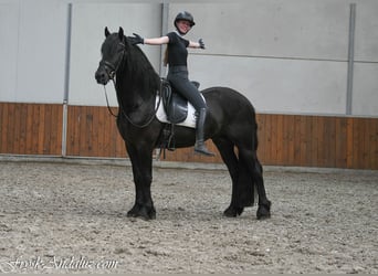 Frison, Étalon, 3 Ans, 162 cm, Noir