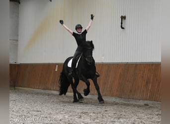 Frison, Étalon, 3 Ans, 162 cm, Noir