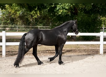 Frison, Étalon, 3 Ans, 162 cm, Noir