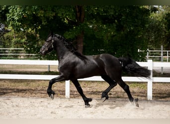 Frison, Étalon, 3 Ans, 162 cm, Noir