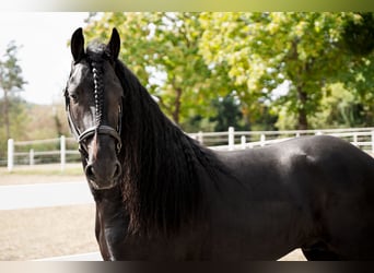 Frison, Étalon, 3 Ans, 162 cm, Noir