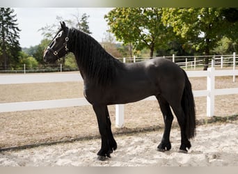 Frison, Étalon, 3 Ans, 162 cm, Noir
