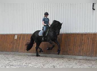 Frison, Étalon, 3 Ans, 162 cm, Noir