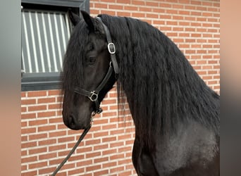 Frison, Étalon, 3 Ans, 162 cm, Noir