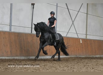 Frison, Étalon, 3 Ans, 162 cm, Noir