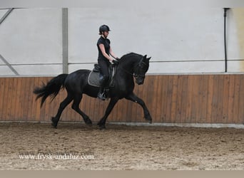 Frison, Étalon, 3 Ans, 162 cm, Noir