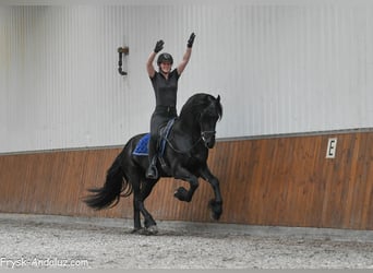 Frison, Étalon, 3 Ans, 163 cm, Noir