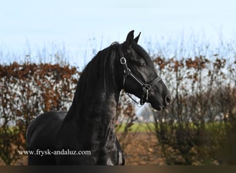 Frison, Étalon, 3 Ans, 163 cm, Noir