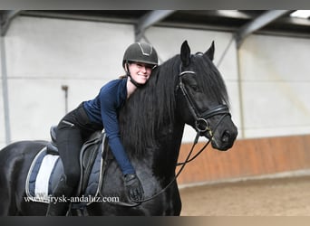 Frison, Étalon, 3 Ans, 163 cm, Noir