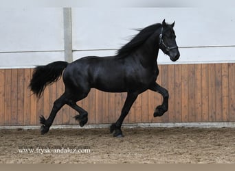 Frison, Étalon, 3 Ans, 164 cm, Noir