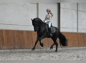 Frison, Étalon, 3 Ans, 164 cm, Noir