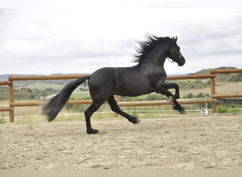 Frison, Étalon, 3 Ans, 164 cm, Noir