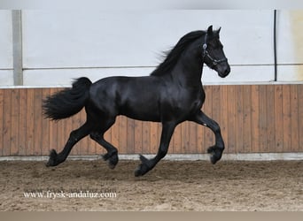 Frison, Étalon, 3 Ans, 164 cm, Noir