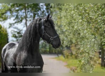 Frison, Étalon, 3 Ans, 164 cm, Noir