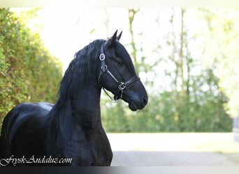 Frison, Étalon, 3 Ans, 165 cm, Gris noir