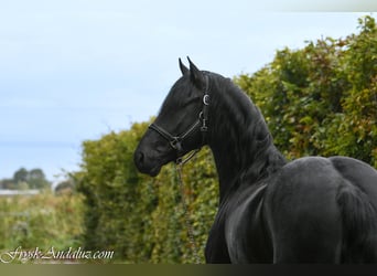 Frison, Étalon, 3 Ans, 165 cm, Gris noir