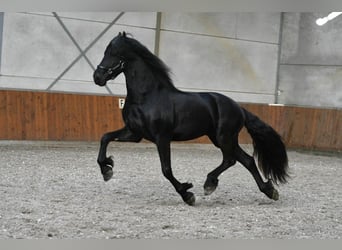 Frison, Étalon, 3 Ans, 165 cm, Noir