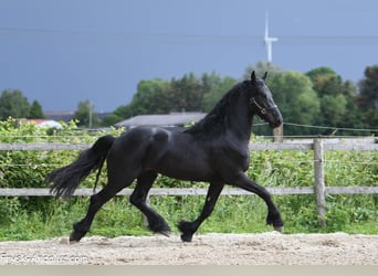 Frison, Étalon, 3 Ans, 165 cm, Noir