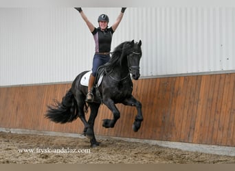 Frison, Étalon, 3 Ans, 166 cm, Noir