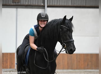 Frison, Étalon, 3 Ans, 167 cm, Noir