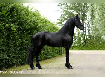 Frison, Étalon, 3 Ans, 167 cm, Noir