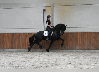 Frison, Étalon, 3 Ans, 167 cm, Noir