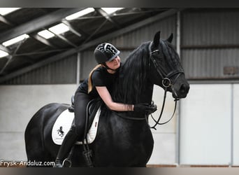 Frison, Étalon, 3 Ans, 167 cm, Noir
