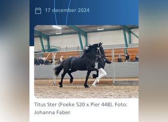 Frison, Étalon, 3 Ans, 168 cm, Noir