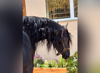 Frison, Étalon, 3 Ans, 168 cm, Noir