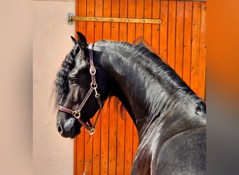 Frison, Étalon, 3 Ans, 168 cm, Noir
