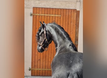 Frison, Étalon, 3 Ans, 168 cm, Noir