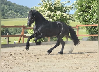 Frison, Étalon, 3 Ans, 168 cm, Noir