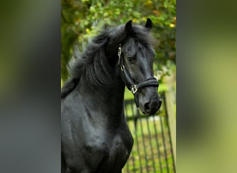 Frison, Étalon, 3 Ans, 168 cm, Noir