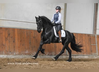 Frison, Étalon, 3 Ans, 169 cm, Noir
