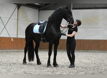 Frison, Étalon, 3 Ans, 170 cm, Noir