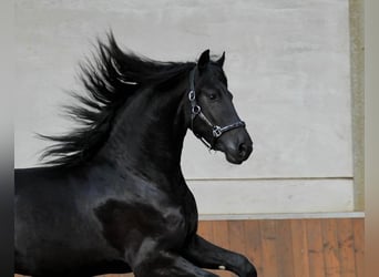 Frison, Étalon, 3 Ans, 170 cm, Noir