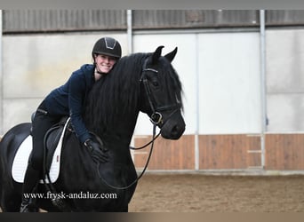 Frison, Étalon, 3 Ans, 170 cm, Noir