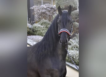 Frison, Étalon, 3 Ans, 171 cm, Noir