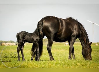 Frison, Étalon, 3 Ans