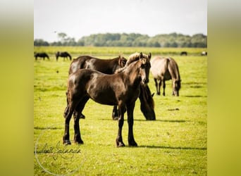 Frison, Étalon, 3 Ans