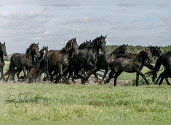 Frison, Étalon, 3 Ans