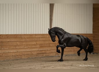 Frison, Étalon, 3 Ans, Noir
