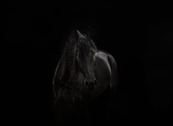Frison, Étalon, 3 Ans, Noir