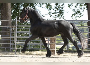 Frison, Étalon, 3 Ans, Noir