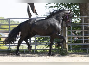 Frison, Étalon, 3 Ans, Noir
