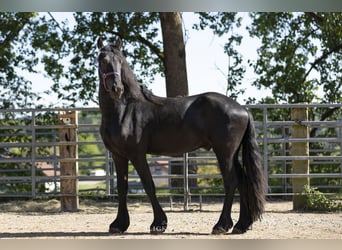 Frison, Étalon, 3 Ans, Noir