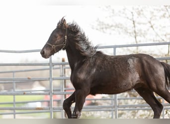 Frison, Étalon, 3 Ans, Noir